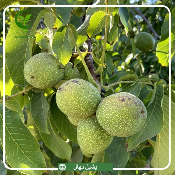 نهال گردو هاروارد